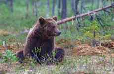 East Helena: bear, animal, mammal