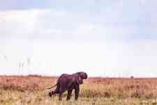 Helena Valley Southeast: kenya, Elephant, wild animal