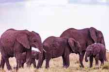 Helena Valley Southeast: kenya, wild animals, elephants