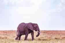 Helena Valley Southeast: kenya, Elephant, wild animal