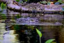 Helena West Side: crocodile, west african crocodile, desert crocodile