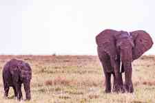 Helena Valley Southeast: kenya, wild animals, elephants