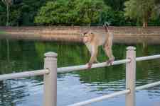 East Helena: monkey, macaque, long-tailed macaque