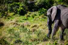 East Helena: Elephant, calf, big five