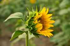 Helena West Side: flower, botany, sunflower