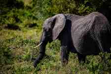East Helena: Elephant, big five, pachyderm