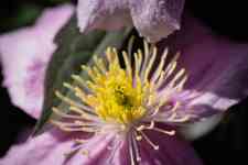 Helena Valley Northwest: flower, clematis montana, detail photo