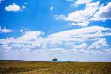 East Helena: kenya, BUSH, grassland