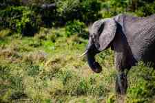 East Helena: Elephant, calf, big five