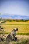 East Helena: cheetah, cub, feline
