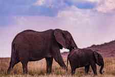 Helena Valley Northwest: kenya, wild animals, elephants