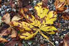 Helena West Side: fall, Leaves, chestnut