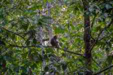 Helena Valley Southeast: monkey, macaque, long-tailed macaque