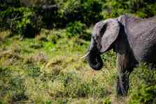 Helena Valley Southeast: Elephant, calf, big five
