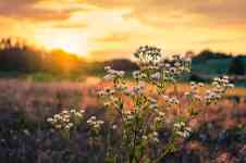 Helena West Side: Sunset, flowers, meadow
