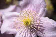 East Helena: flower, clematis montana, detail photo