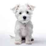 Helena West Side: dog, west highland white terrier, westie
