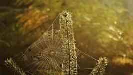 Helena West Side: web, dew, spider web