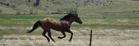 Helena: montana, horse, gallop