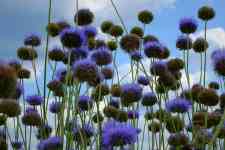 Helena: flowers, jasione montana, blue flowers