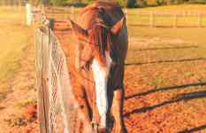 Helena: Ranch, fence, horse