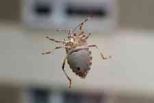 Helena West Side: bug, turtle bug, garden bug