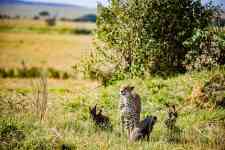 East Helena: cub, cheetahs, felines