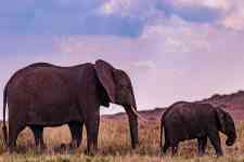 Helena Valley Northwest: kenya, wild animals, elephants