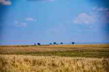 Helena Valley Northwest: kenya, BUSH, grassland