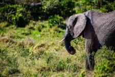 Helena Valley Northwest: Elephant, calf, big five