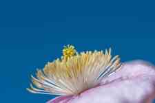 East Helena: flower, clematis montana, creeper