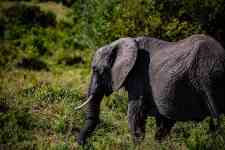 Helena Valley Northwest: Elephant, big five, pachyderm