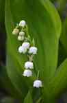 Helena Valley Northwest: flowers, white flowers, lily of the valley