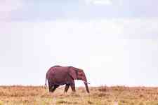 Helena Valley Northwest: kenya, Elephant, wild animal