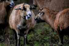 Helena West Side: cameroon sheep, cameroon dwarf, west african dwarf