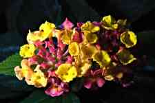 Helena West Side: plant, flowers, west indian lantana