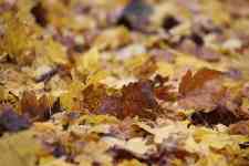 Helena West Side: fall, Leaves, side walk