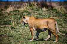Helena Valley Southeast: lion, mammal, feline