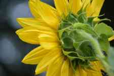 Helena West Side: sunflower, bright, blossom