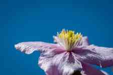 Helena: flower, clematis montana, detail photo