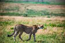 East Helena: cheetah, mammal, feline