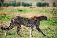 East Helena: cheetah, mammal, feline