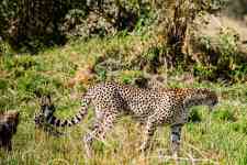 East Helena: cub, cheetahs, felines