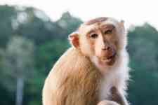 Helena Valley Southeast: monkey, macaque, long-tailed macaque