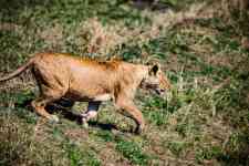 Helena Valley Southeast: lion, mammal, feline