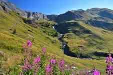 Helena: mountains, flowers, alps