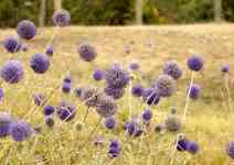 Helena: Purple flowers, sheep's bit, jasione montana