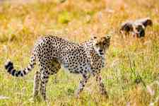 East Helena: cheetah, cub, feline