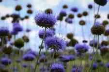 Helena: flowers, jasione montana, blue flowers