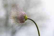 Helena: flower, plant, pulsatilla montana